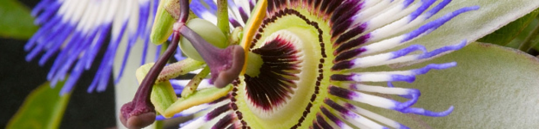 Passionsblume beruhigt bei Stress