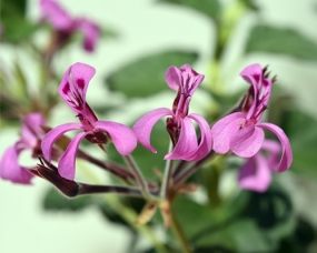 Kapland-Pelargonie